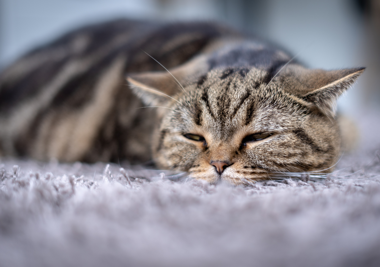 Kenapa Kucing Muntah Busa